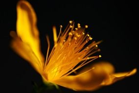 yellow flower with stamens on a black background close-up