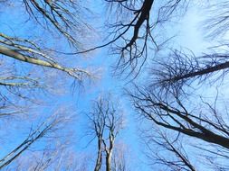 trees sky down up view