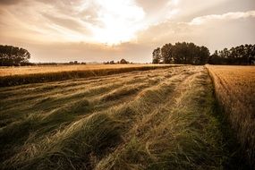 grain harvesting in countryside