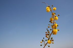 bubble yellow flower against a clear sky