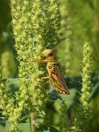 grasshopper butterfly