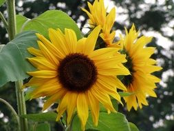 sun flower nature