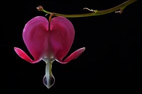 Pink bleeding heart flower blossomes