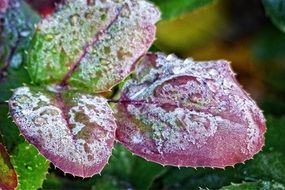 purple leaves in frosty frost