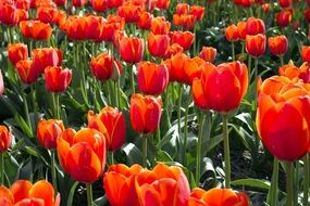 orange red tulips on a field in the Netherlands