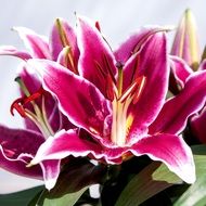 delightful lily flower close-up
