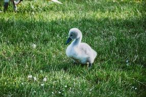 baby duck walking grass green