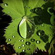 drop of water on leaf