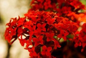 garden plant with bright red small flowers