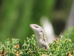 cute lizard close-up portrait