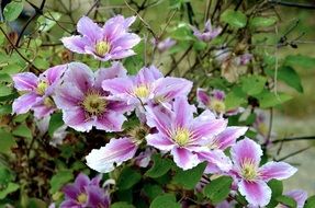 clematis vflower