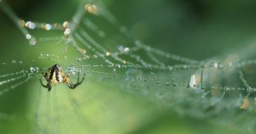 spider is crawling on a wet web