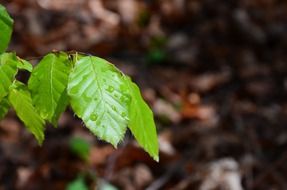 leaf forest drop