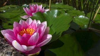 nuphar lutea pink blossom aquatic plant