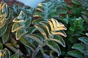 lambs ear plant