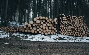 pile of logs in forest at winter