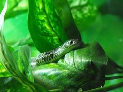 green snake in green leaves