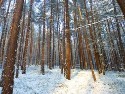 winter forest with long trees