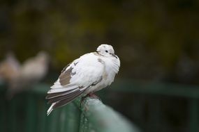 pigeon bird sittig on the bridge