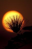 silhouette of a plant against the backdrop of the bright setting sun