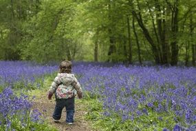 little baby on the field with bluebells