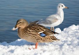 mallard gull duck birds
