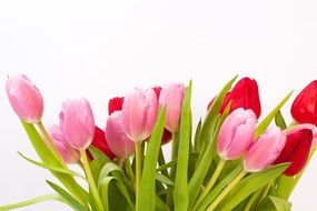 Bouquet of red and pink tulips on a white background