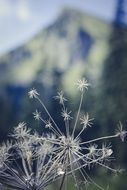 alpine white flower close-up on blurred background