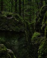 moss rocks in the forest