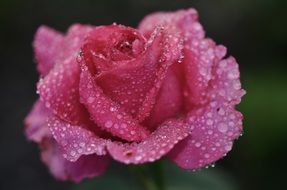 rose flower with dew drops closeup