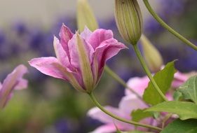 pink clematis blossom