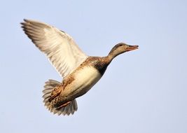 closeup photo of Wild duck in flight