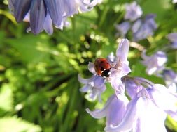 ladybird on the purple flower