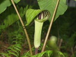 jack in the pulpit flower bloom