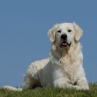 golden retriever on the meadow