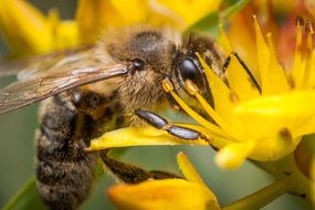 bee on a flower in the countryside in Poland