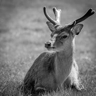 black and white photo of a young deer in a meadow