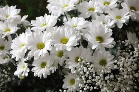 wondrous white flowers close-up