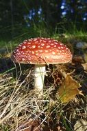 White and red fly agaric among the plants in the forest