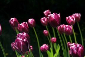 purple tulips reach for the light in spring