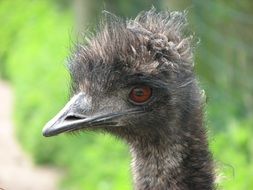 fluffy gray ostrich head