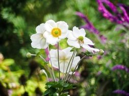 Close-up of the colorful summer flowers