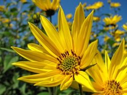 Yellow flowers on the field under the blue sky