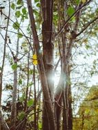 sunlight in the branches of trees