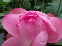 pink lotus flower close up on the lake
