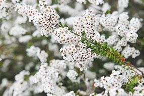 the white color of the flower