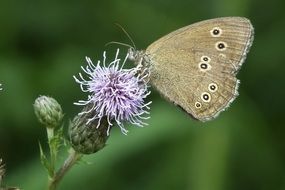 butterfly on clover