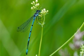 Blue dragonfly on the background of a huge green leaf