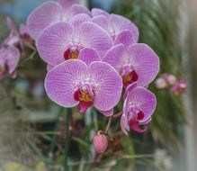 moth orchid flower with purple veins
