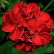 beautiful red Geranium flower in the garden